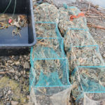 capcane raci creveti