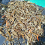 capcane raci creveti